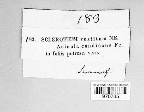 Sclerotium vestitum image